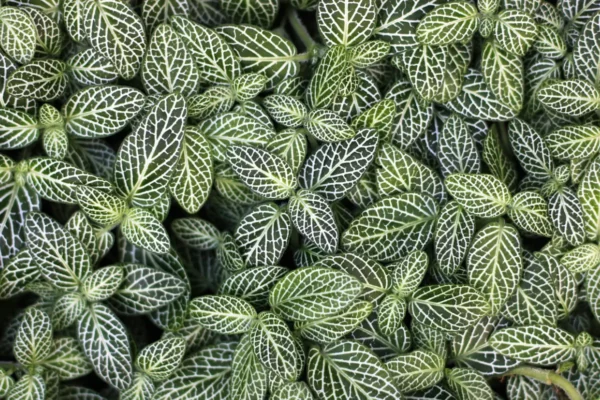 Les plantes à feuillage décoratif