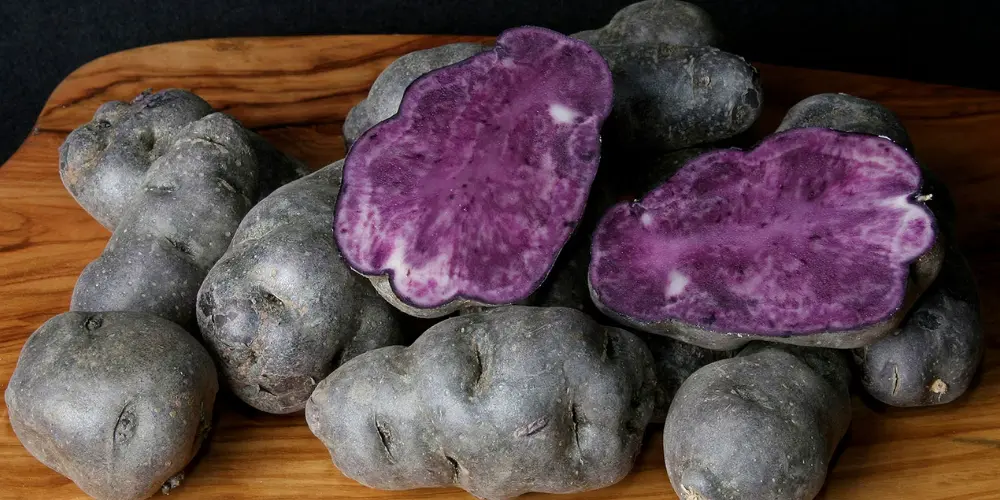 Pommes de terre Vitelotte noire