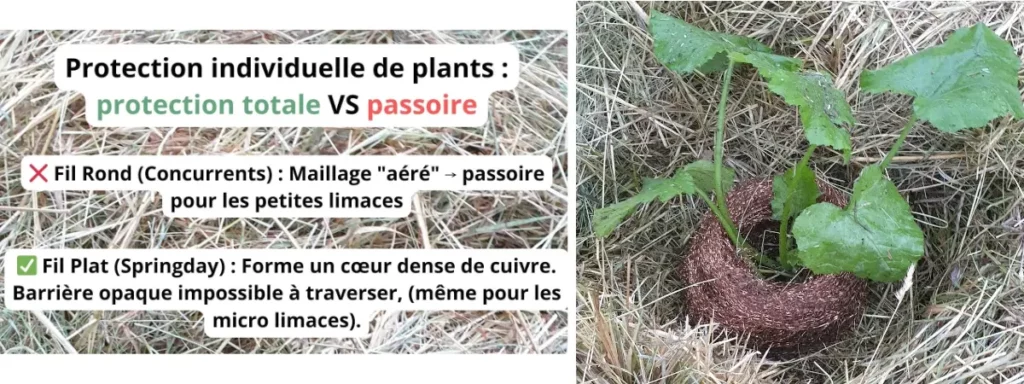 Protection d'un plant avec filet anti-limaces