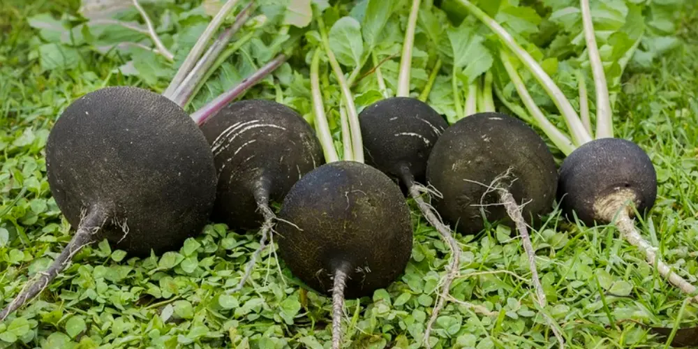Radis noirs