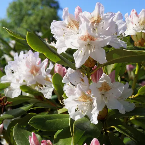 Rhodondendron