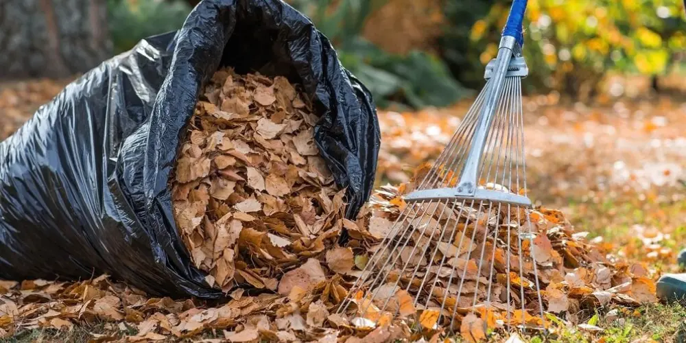 Utiliser les feuilles mortes pour protéger un sol nu