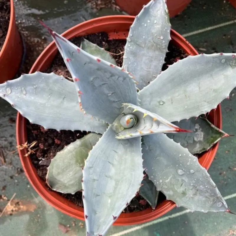 Agave applanata