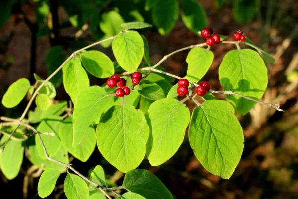 Les Pépinières de Lompret