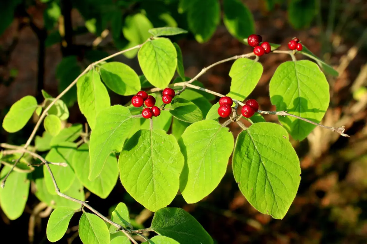 Les Pépinières de Lompret