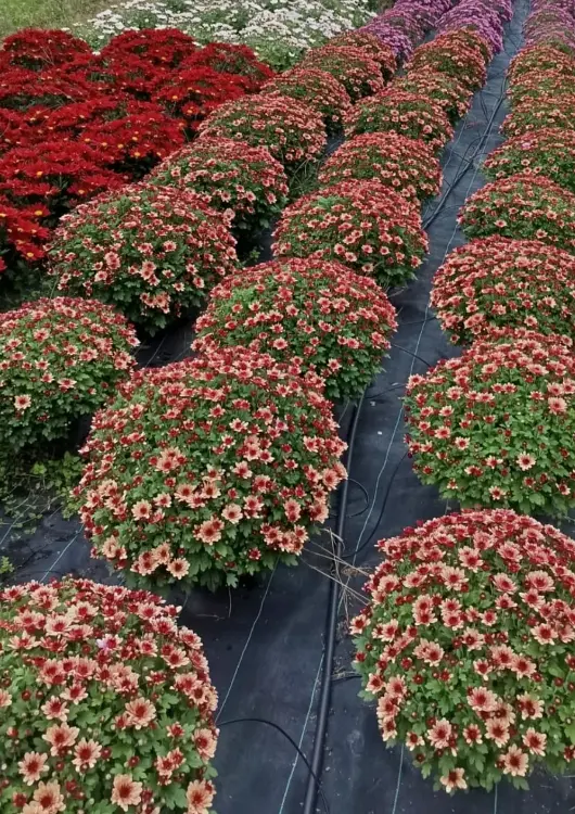 Les chrysanth&egrave;mes des Serres Thomas