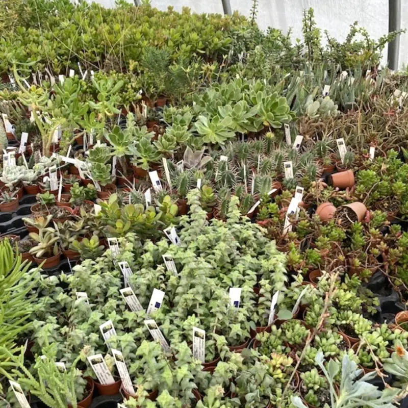 Coffret découverte cactus et succulentes