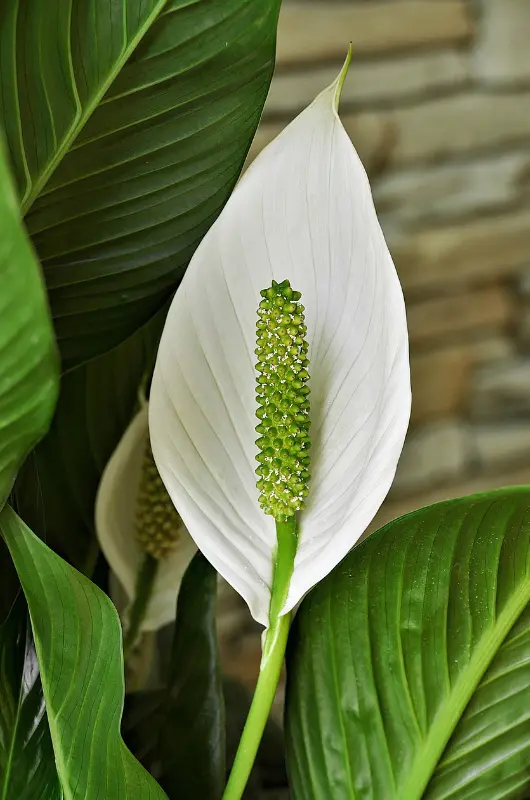 Le spathiphyllum