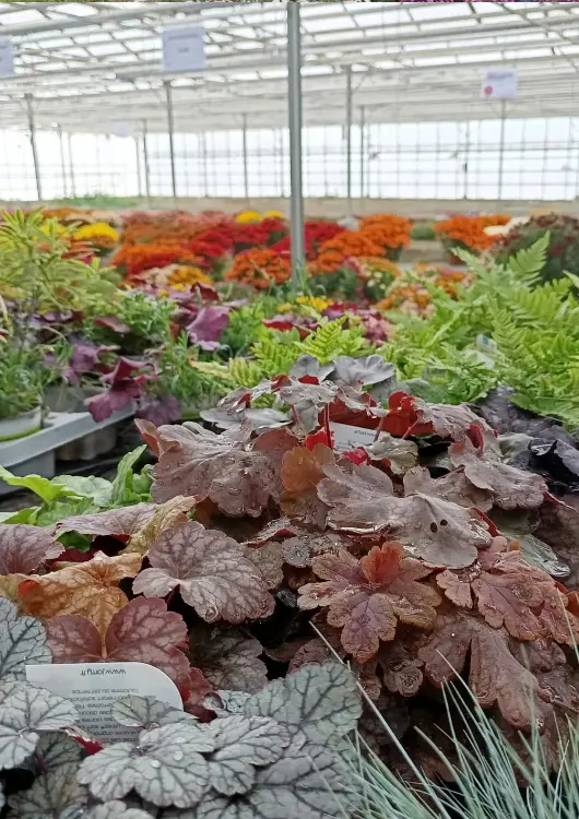 Les fleurs de saison aux Serres Thomas