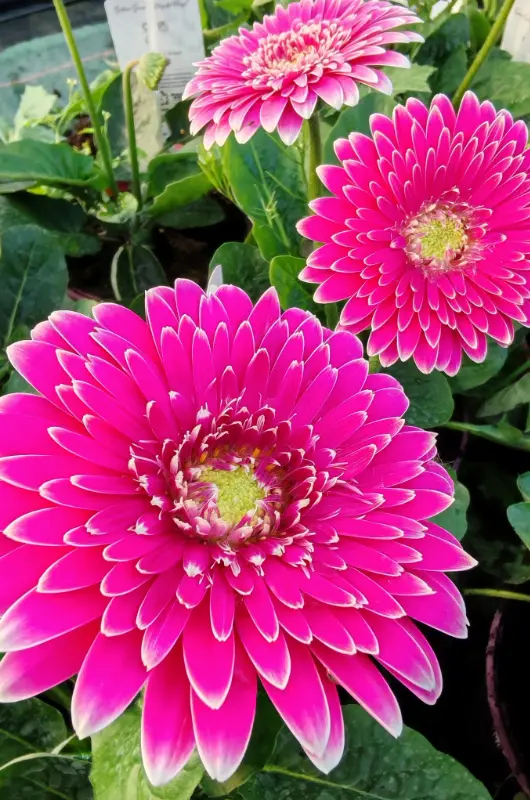 Les fleurs des Serres Grave