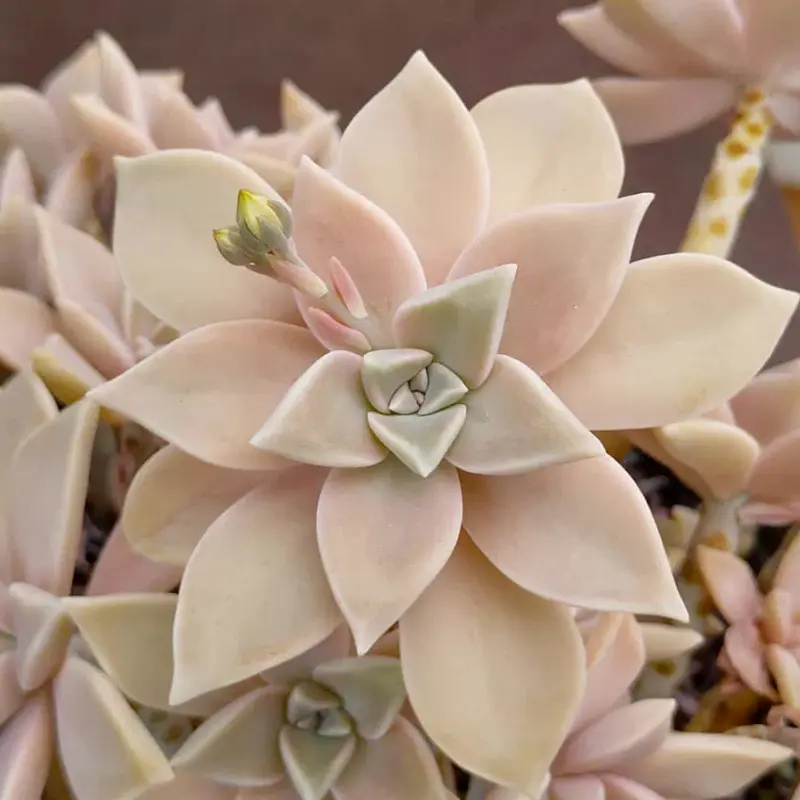 Graptopetalum paraguayense