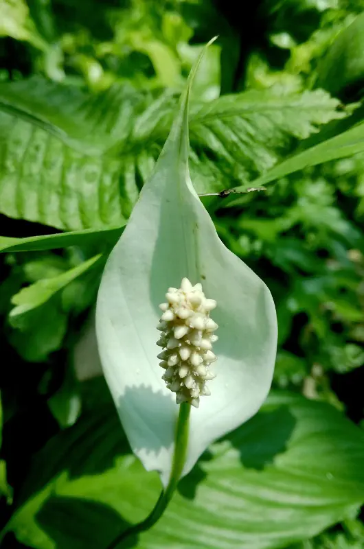 Le spathiphyllum