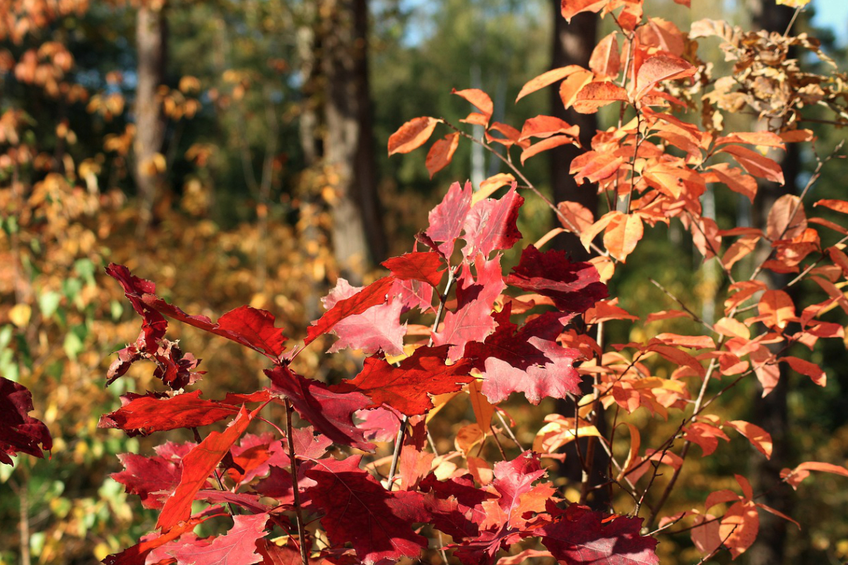 La Pépinière de Saint Lavan