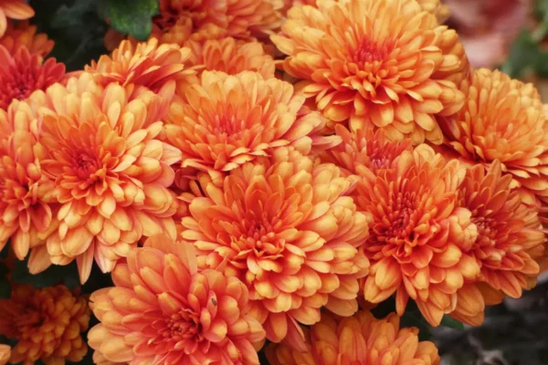 La Serre Haberschill