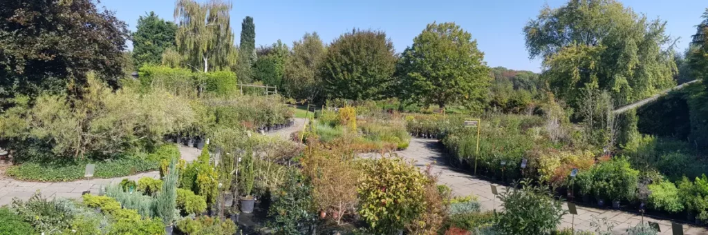 Les P&eacute;pini&egrave;res de Lompret