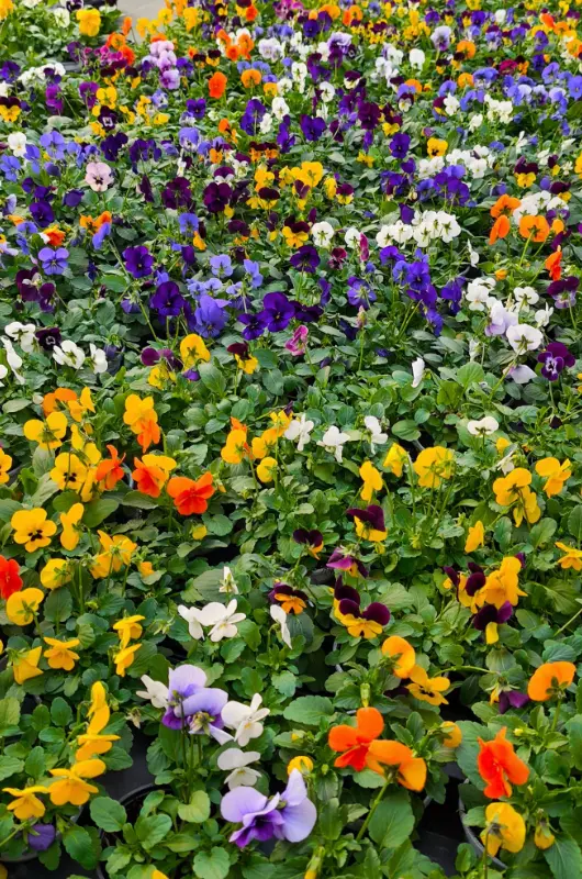 La production v&eacute;g&eacute;tale de Croc'Plante