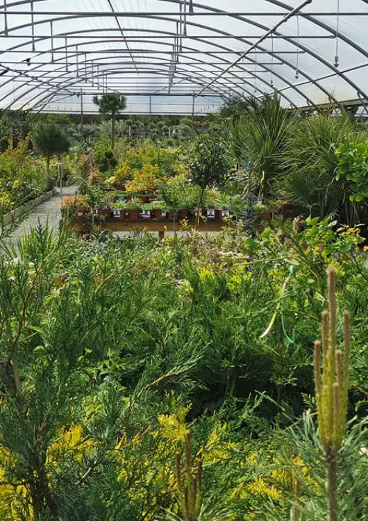 La p&eacute;pini&egrave;re Des Racines et des Pelles