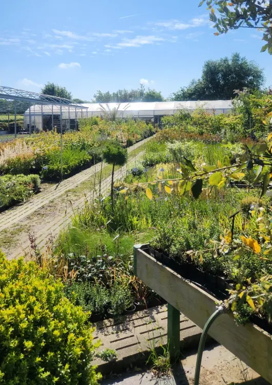 Pépinière de Saint Lavan