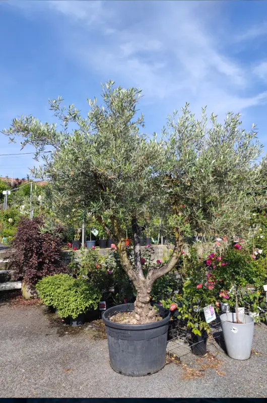 P&eacute;pini&egrave;re de la Serre Haberschill