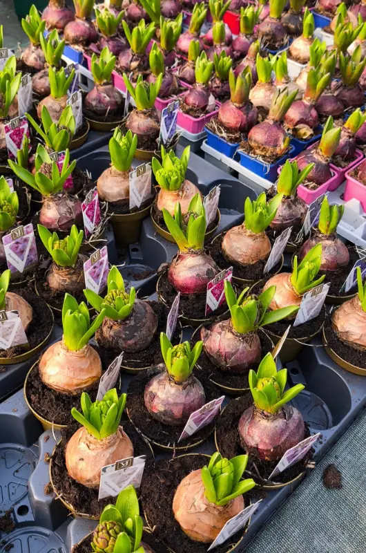 Les plantes &agrave; bulbes de Croc'Plante