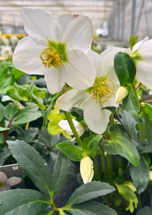 Les productions de Caspar Horticulture