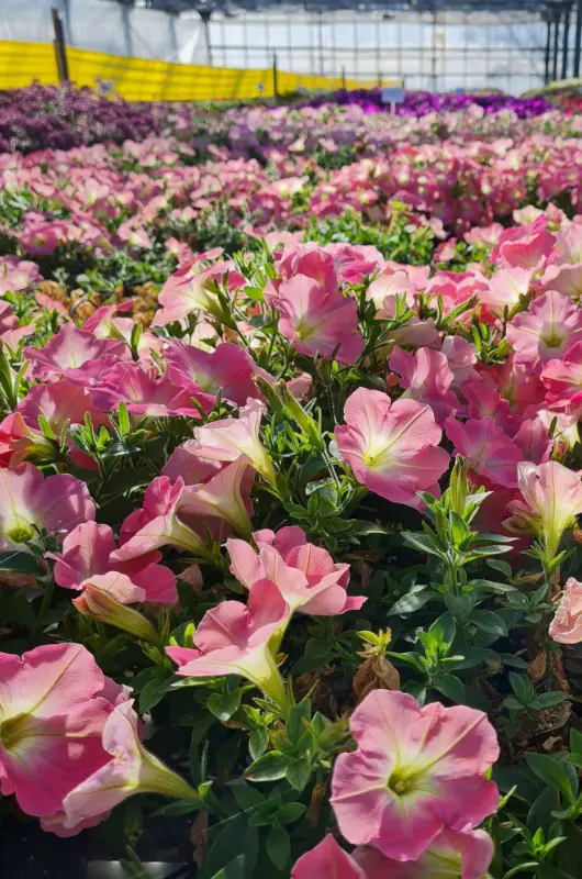 Production horticole de la Serre Haberschill