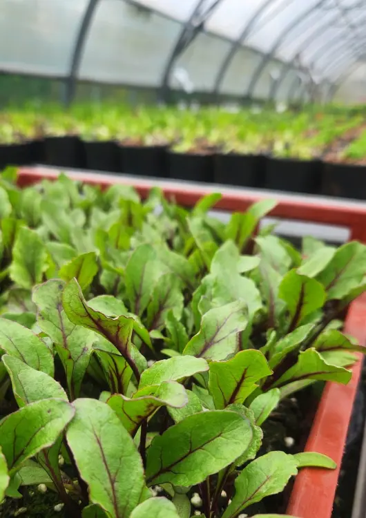 Plants potagers de la Pépinière de Saint Lavan