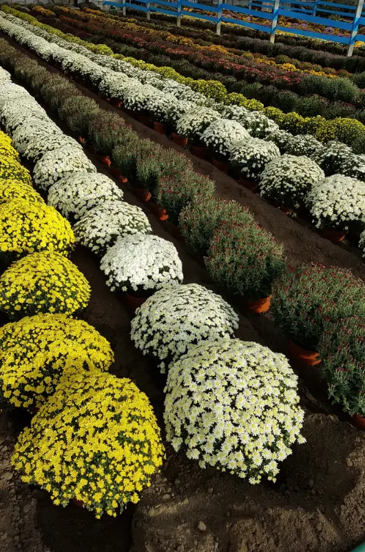 Production de chrysanth&egrave;mes aux Serres Grave