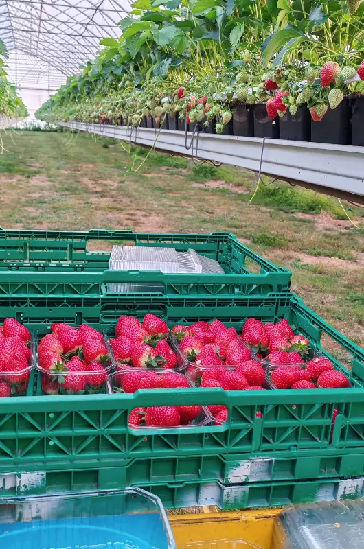 Production de fraises aux Serres Grave