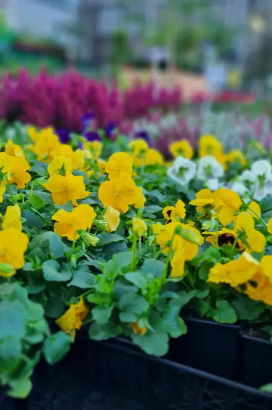 Production horticole de la Serre Haberschill