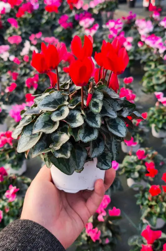 La production v&eacute;g&eacute;tale de Croc'Plante