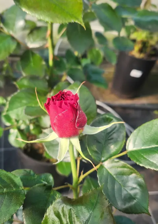 Rosiers de la Pépinière de Saint Lavan