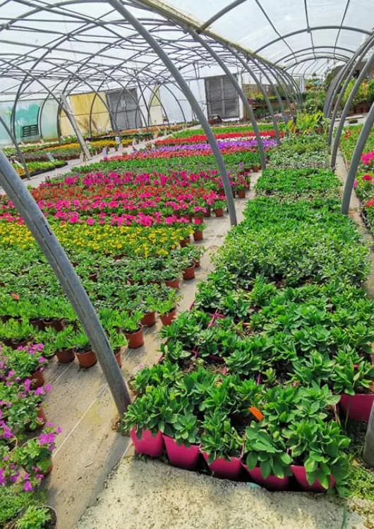 Serre de la p&eacute;pini&egrave;re Des Racines et des Pelles