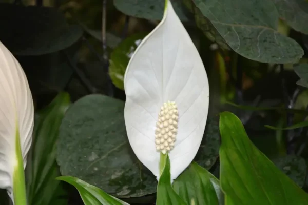 Tout savoir sur le Spathiphyllum
