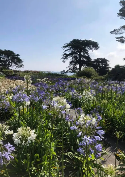 Les agapanthes de la P&eacute;pini&egrave;re de l'&Icirc;le de Br&eacute;hat