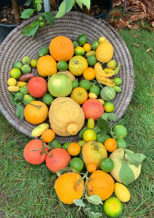 Agrumes de la p&eacute;pini&egrave;re des Labyrinthes aux 1000 fleurs