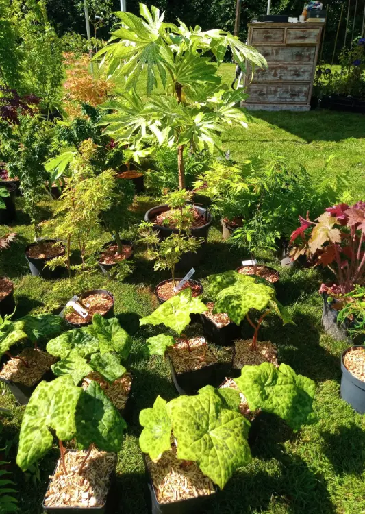 Les végétaux de la Joyeuse Pépinière