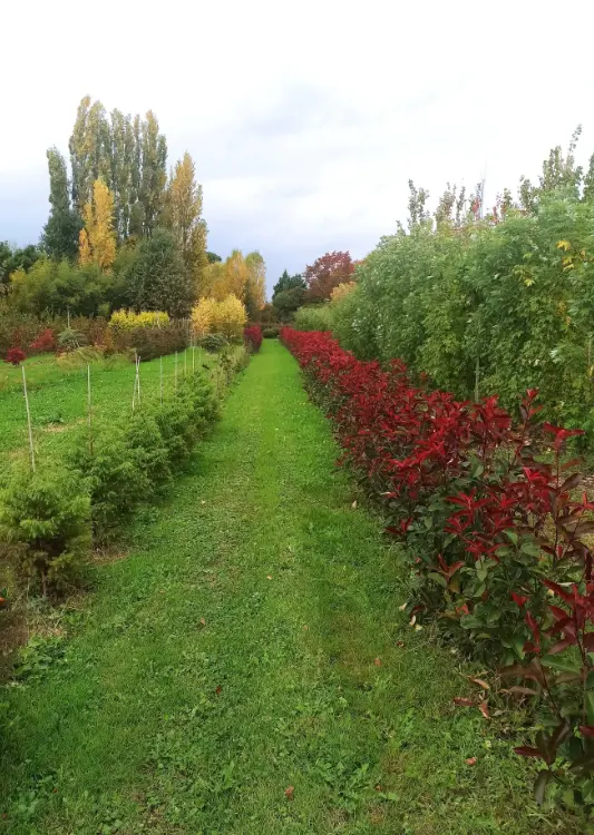 Les v&eacute;g&eacute;taux des P&eacute;pini&egrave;res Trenty