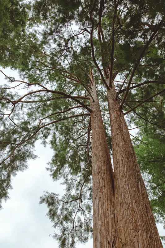 Les arbres de Florama