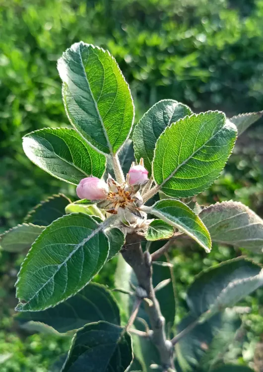 Les arbres de la pépinière Les Bons Plants