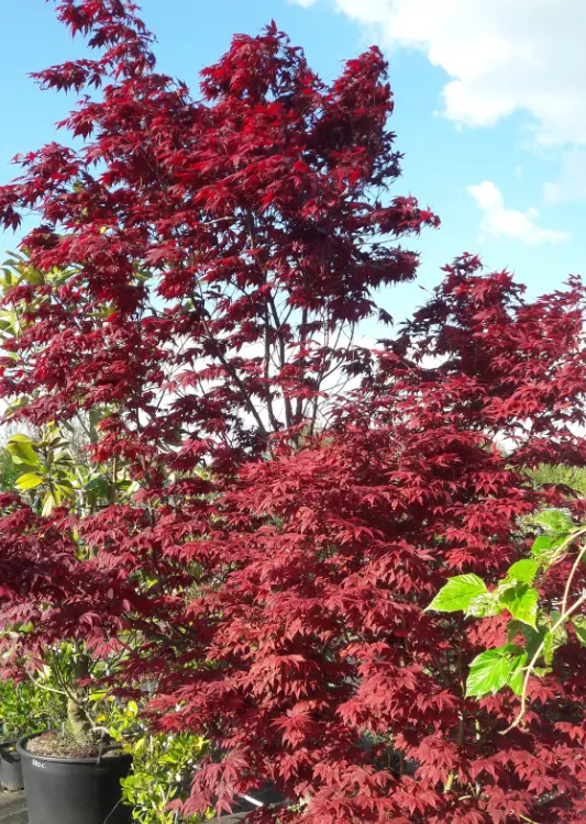 Arbres de la Pépinière Végétal 85