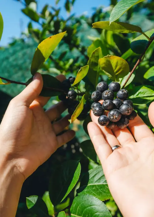 Les v&eacute;g&eacute;taux de la P&eacute;pini&egrave;re Atmosvert