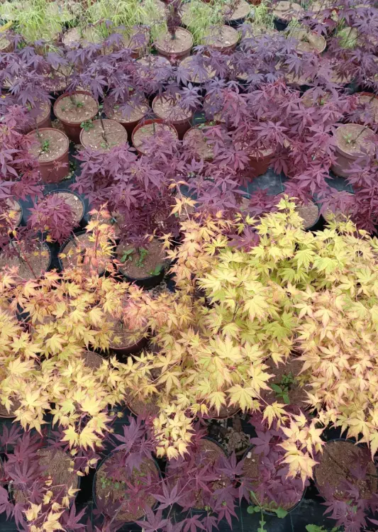 Les v&eacute;g&eacute;taux des P&eacute;pini&egrave;res Trenty