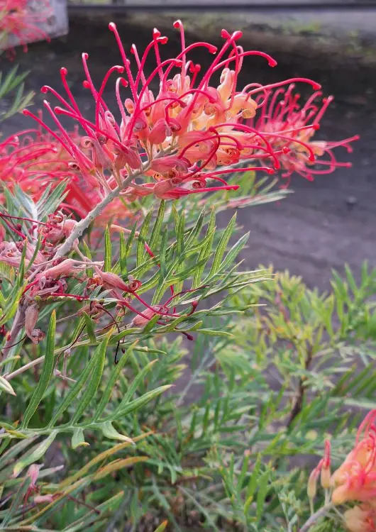Les v&eacute;g&eacute;taux des P&eacute;pini&egrave;res de Vair-sur-Loire