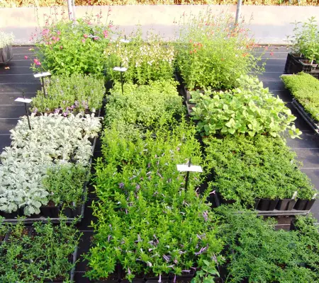 Les productions d'Aromaticulture