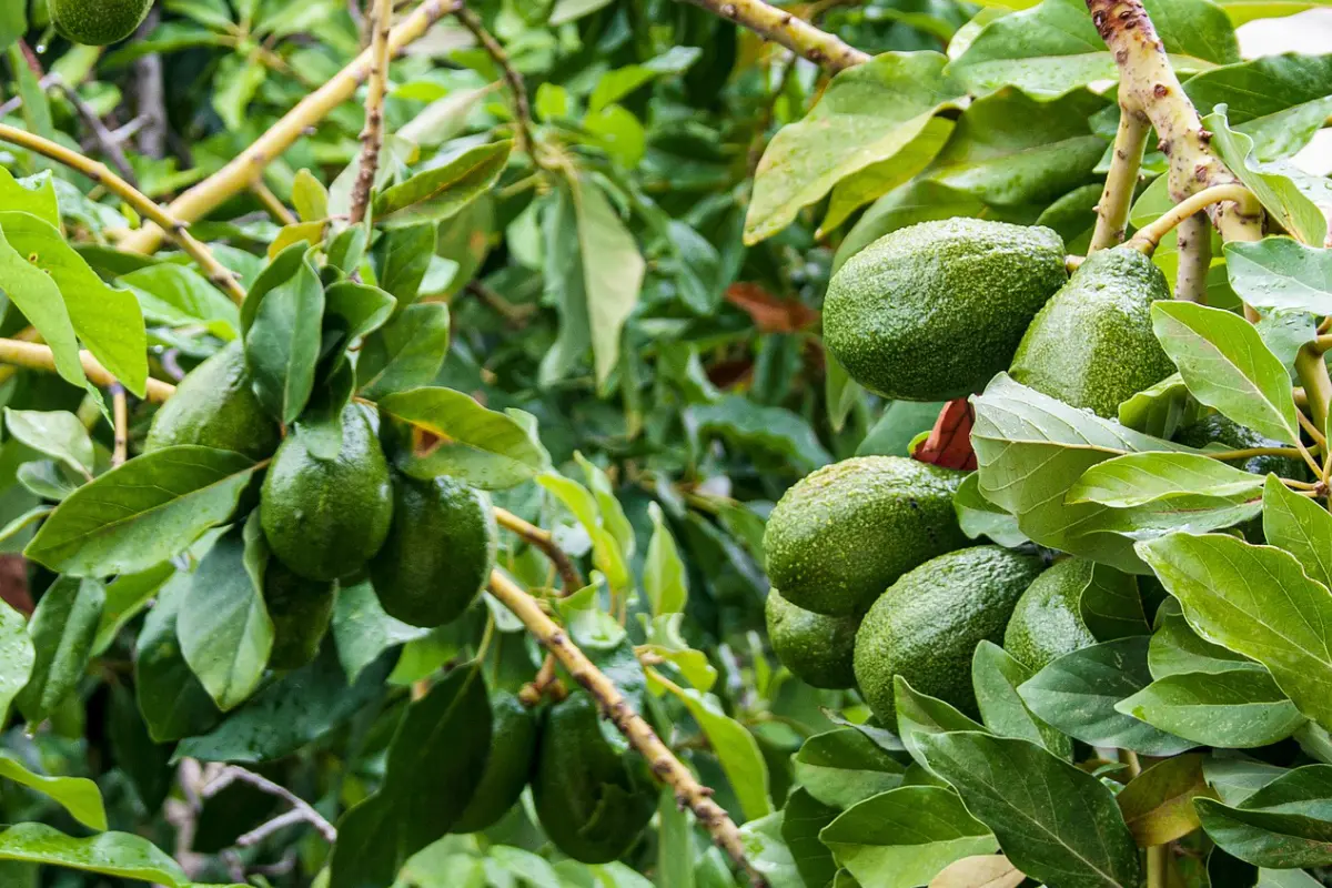Avocatiers des Neiges