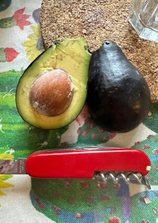 Avocats produits &agrave; la p&eacute;pini&egrave;re Avocatiers des Neiges