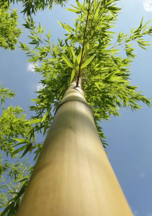 Les Bambous de Laurent