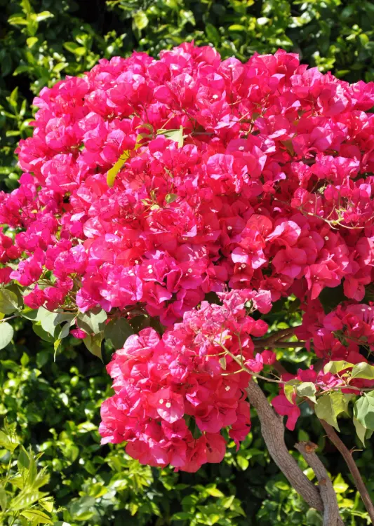 Les bougainvilliers de Tijardin