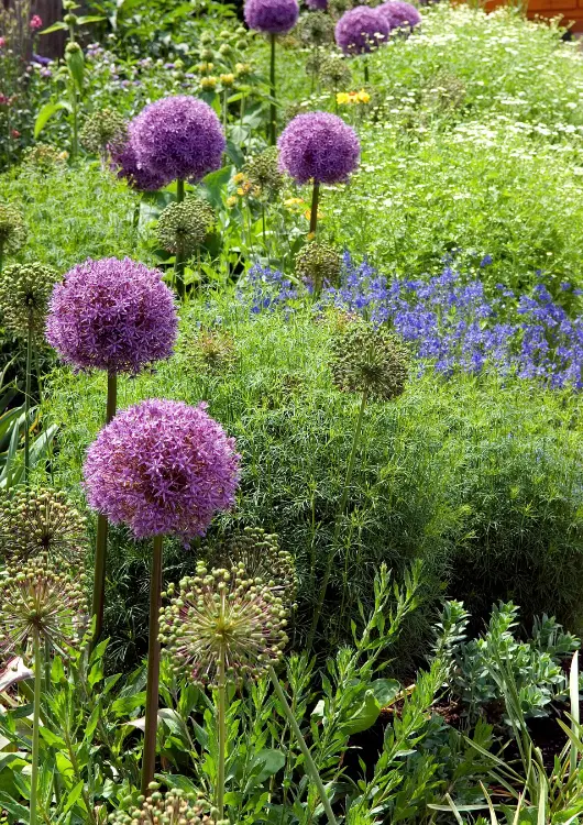 Les bulbes de Prestige Amaryllis